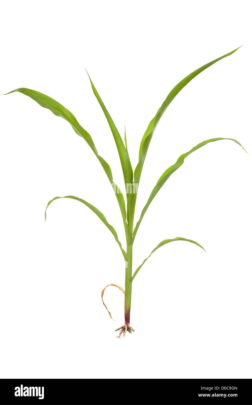 Las plantas jóvenes de maíz con raíz sobre fondo blanco. Foto de stock