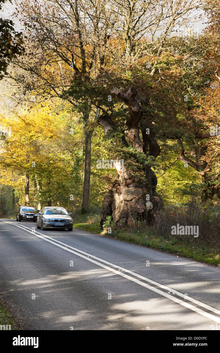 El vientre grande roble en Savernake Forest, cerca de Marlborough, Wiltshire, Reino Unido. El árbol se considera en exceso de 1.000 años de antigüedad Foto de stock