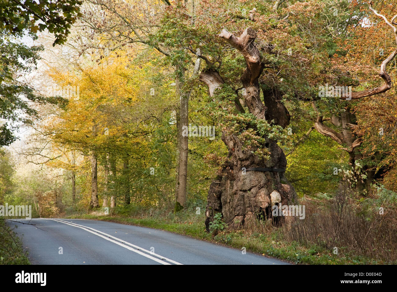 El vientre grande roble en Savernake Forest, cerca de Marlborough, Wiltshire, Reino Unido. El árbol se considera en exceso de 1.000 años de antigüedad Foto de stock