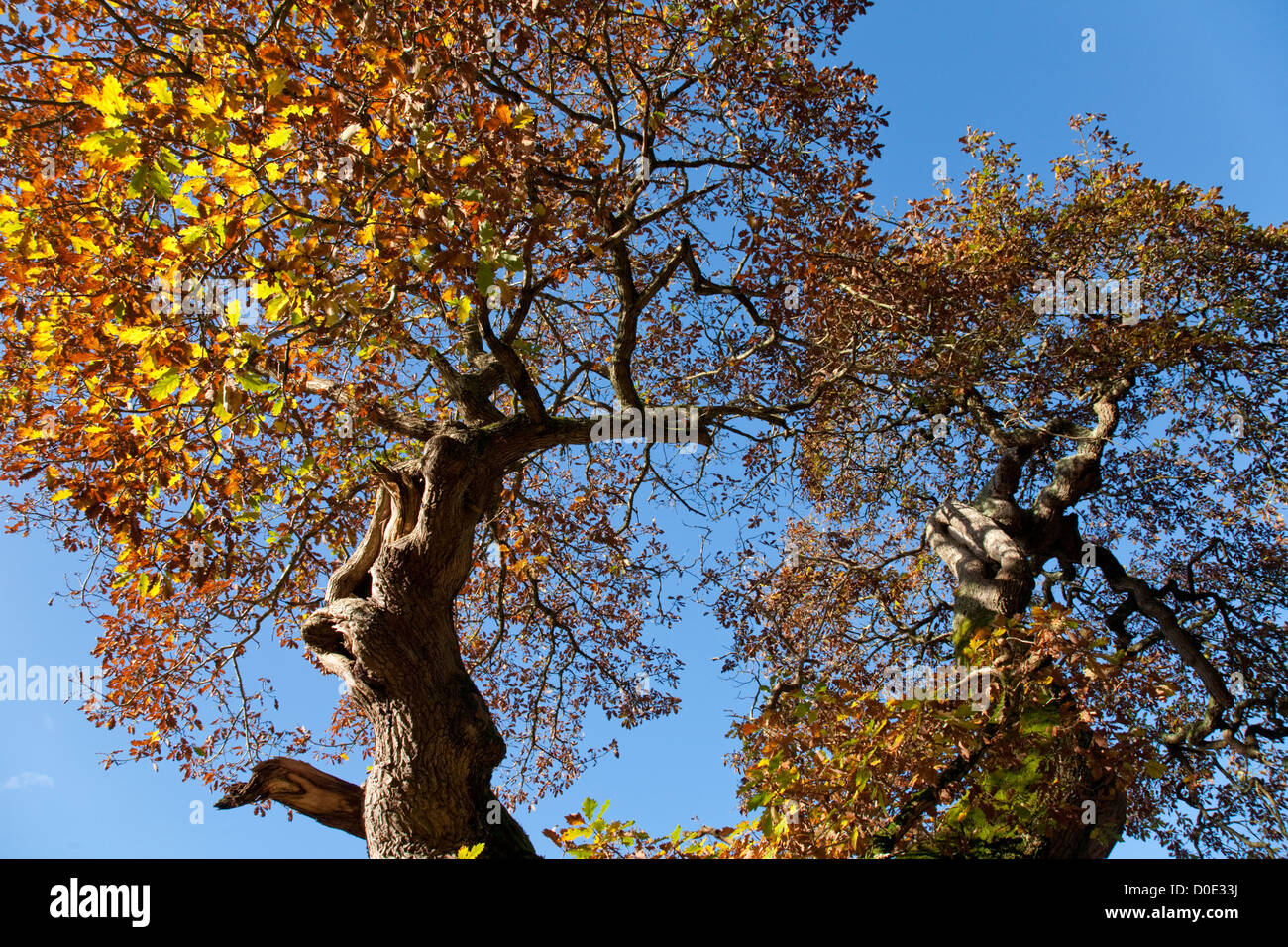 Uno de los muchos viejos robles en Savernake Forest cerca de Marlborough, Wiltshire, Uk en colores de otoño. Foto de stock