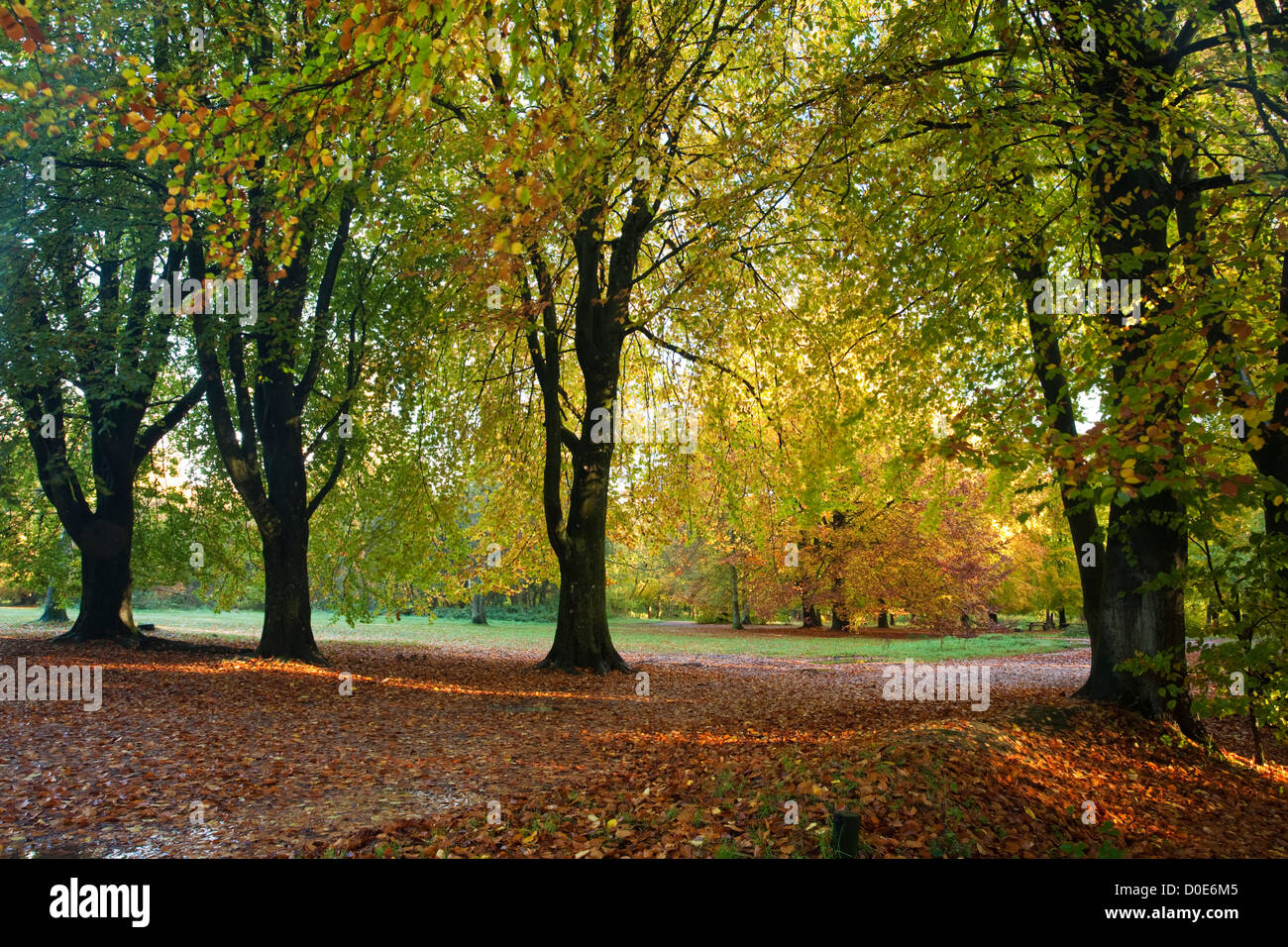 Otoño hayedos en el aparcamiento en la poterna Hill en Savernake Forest cerca de Marlborough, Wiltshire, UK Foto de stock