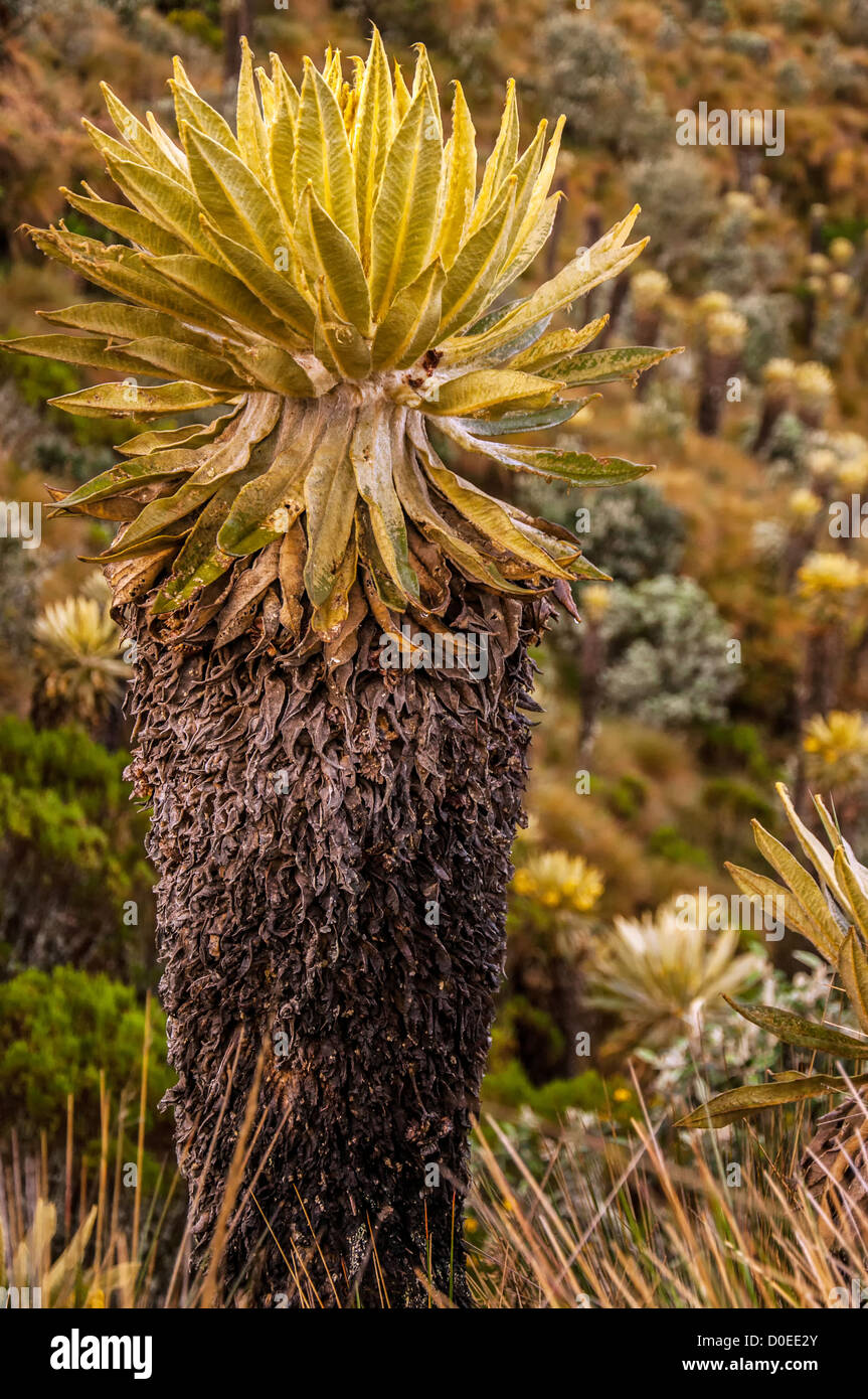 Una planta Espeletia en Parque Nacional Nevado del Ruiz. Foto de stock