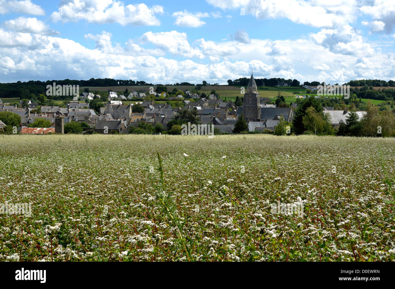 Campo de sarraceno (Fagopyrum esculentum) delante de la aldea de saint Suliac, en agosto, Bretaña, Francia. Foto de stock