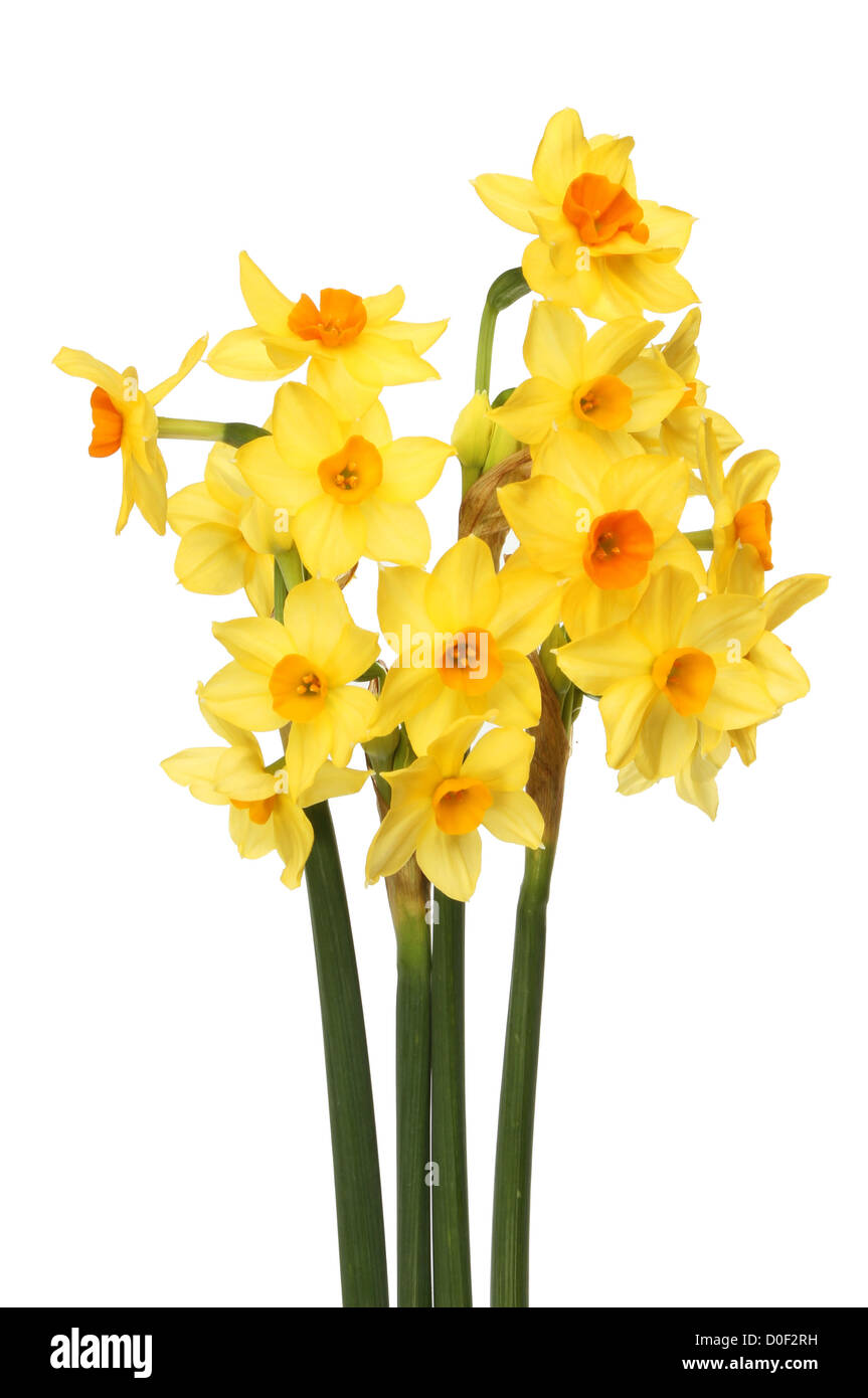 Flores de narciso en miniatura fotografías e imágenes de alta resolución -  Alamy