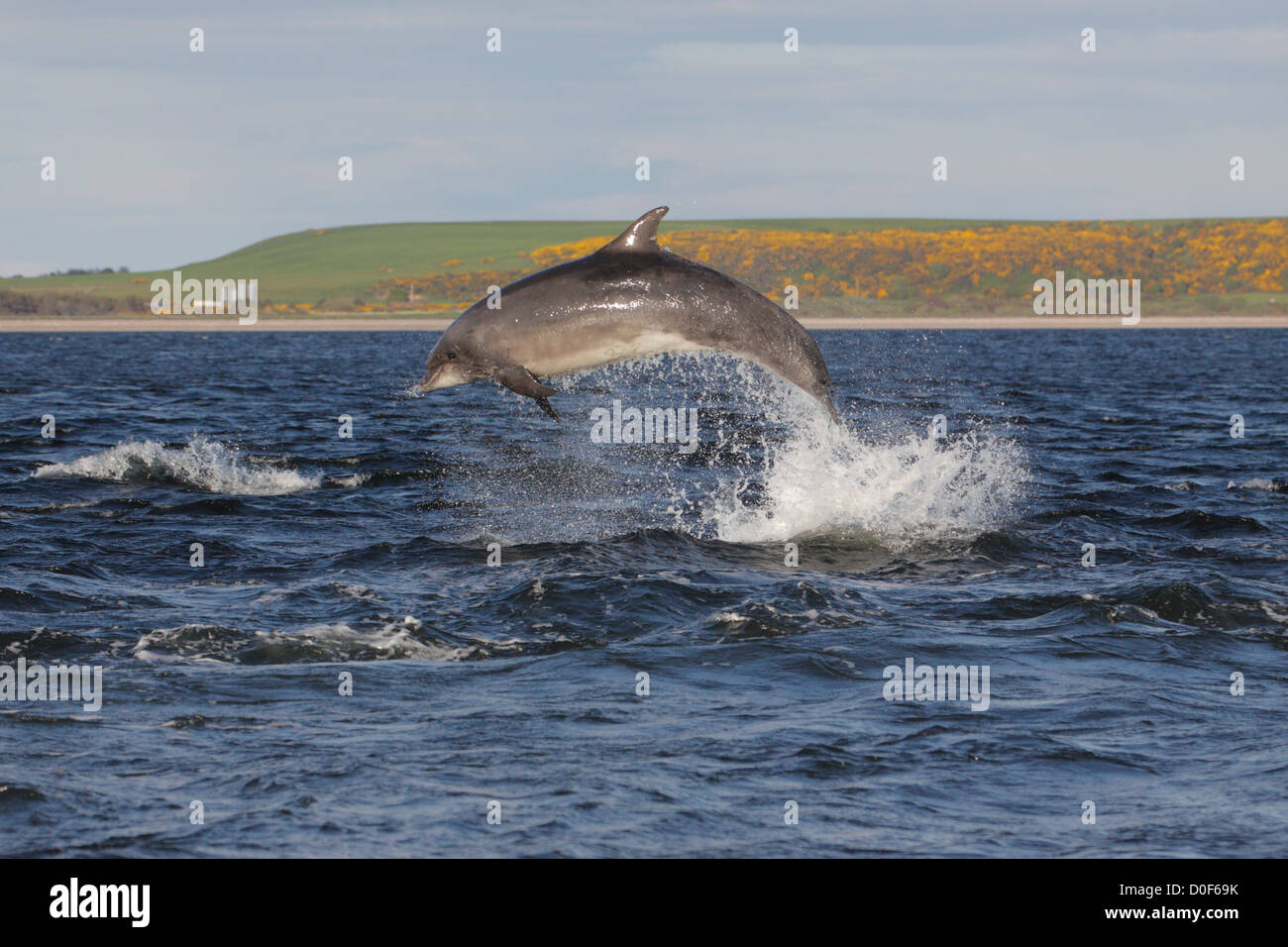 El delfín mular (Tursiops truncatus) saltando, saltando, quebrantar en el Moray Firth, punto Chanonry, Scotland, Reino Unido Foto de stock