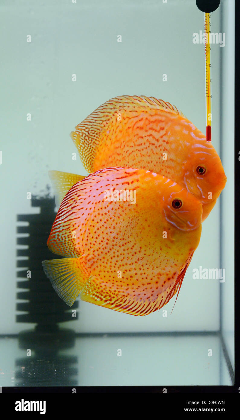 Fire discus en acuarios Foto de stock