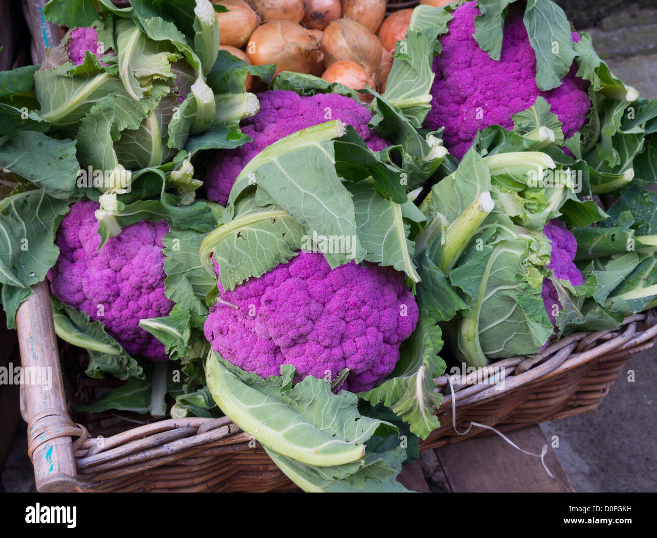 Coliflor púrpura Foto de stock