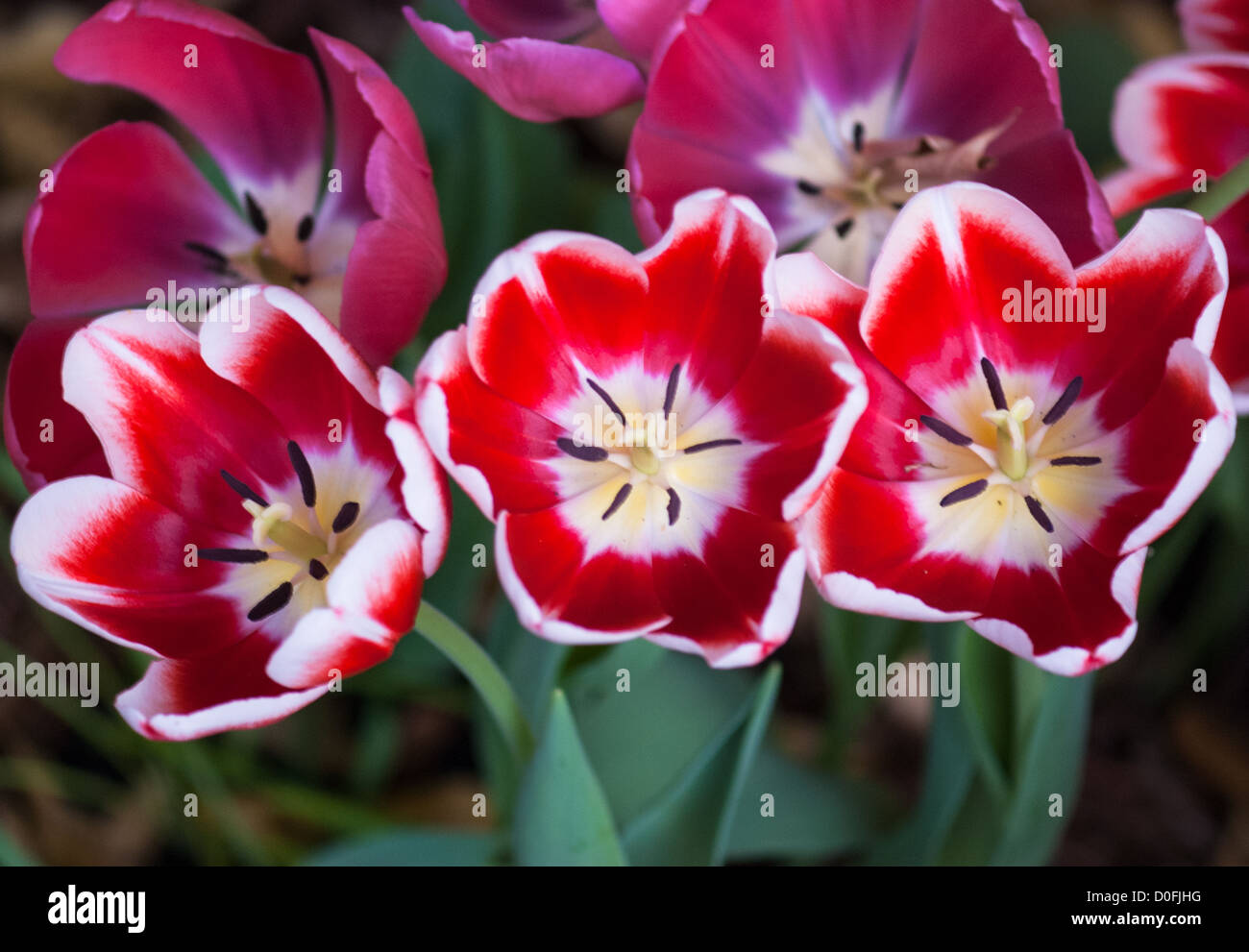 Tulip Foto de stock