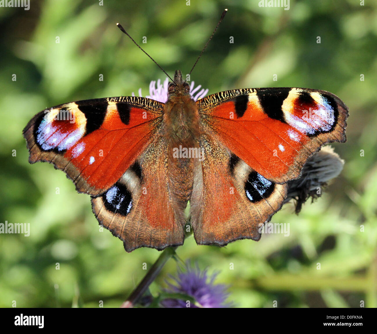 Unión común mariposa pavo real (Inachis io, io Aglais) forrajeando en un cardo Foto de stock