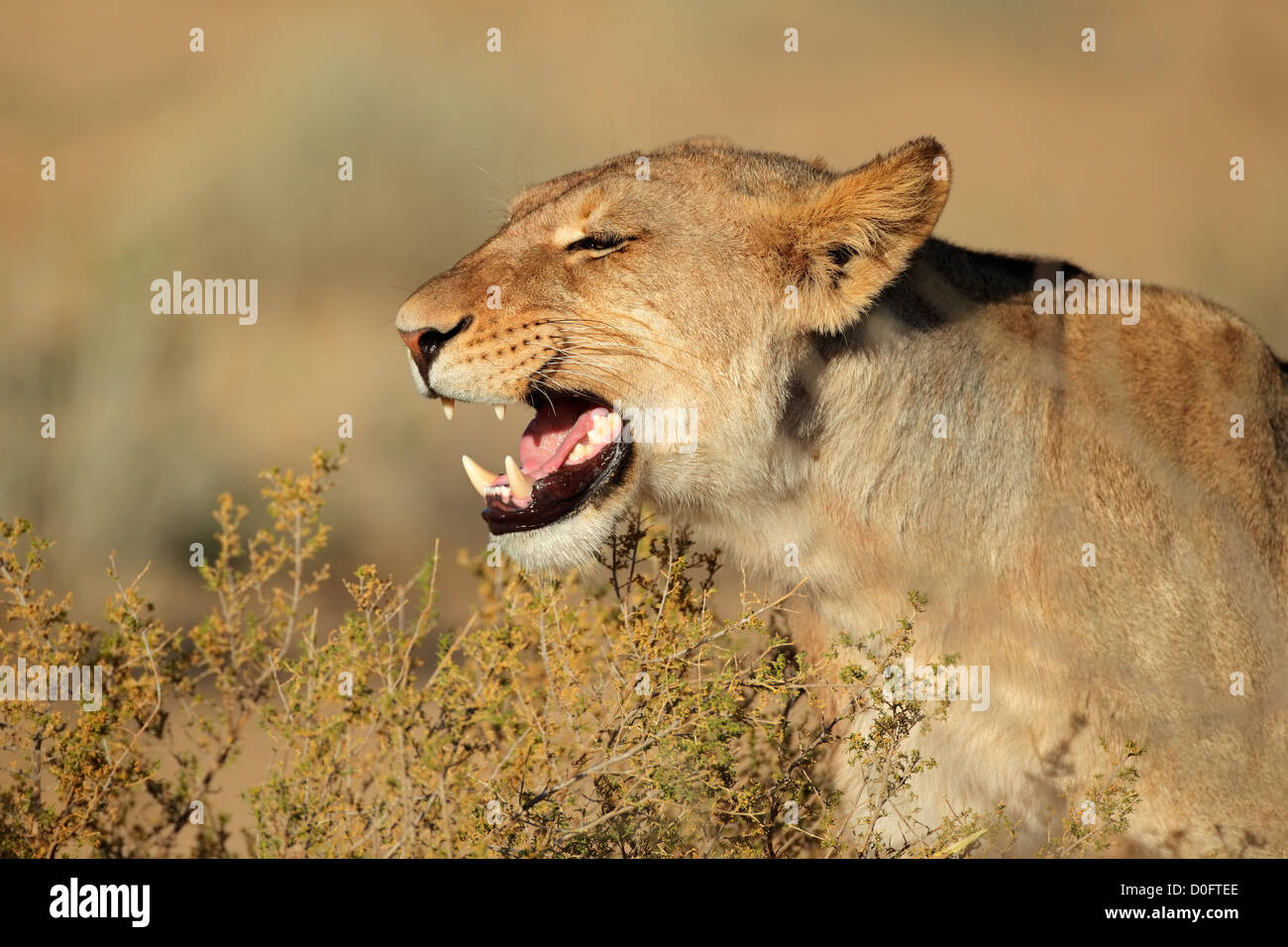 Agresivo león (Panthera leo) mostrando sus dientes, el desierto de Kalahari, Sudáfrica Foto de stock