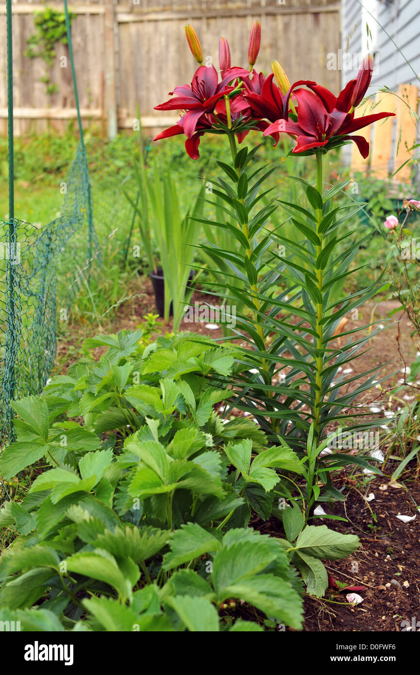 Lily rojas flores en un jardín Fotografía de stock - Alamy