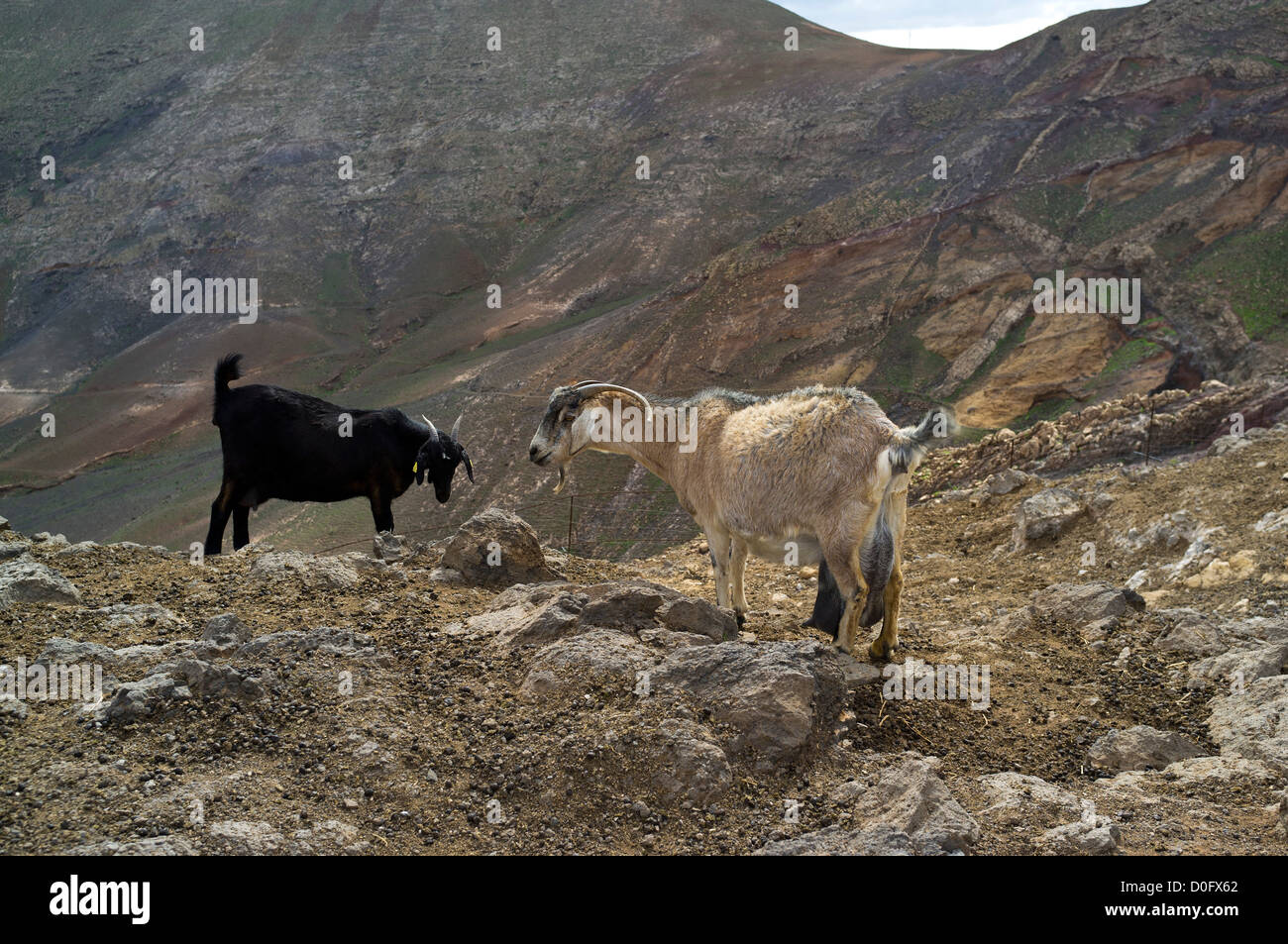 dh FEMES LANZAROTE cabaña de cabras animales domésticos montaña ladera cabras nadie Foto de stock