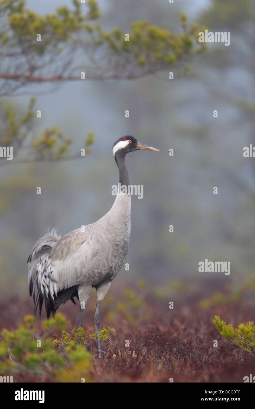 Grulla común (grus grus) en bog. Europa Foto de stock