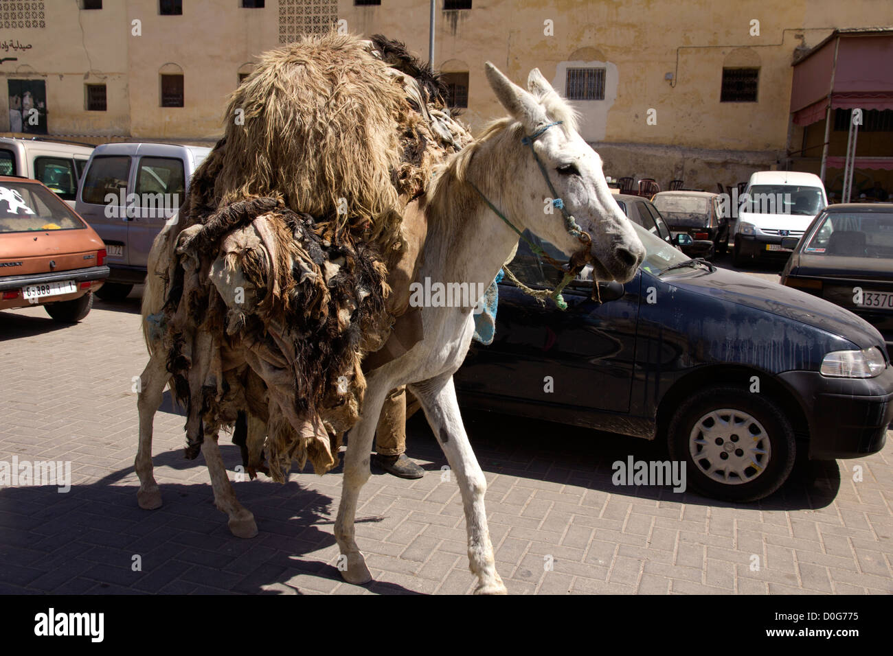 Mule cargados con pieles de oveja y cabra, Foto de stock