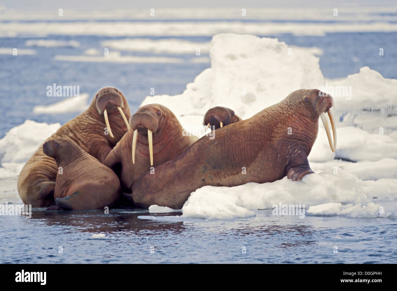 La morsa (Odobenus rosmarus) cerca de toro con grandes colmillos nadar en  el océano Ártico Fotografía de stock - Alamy