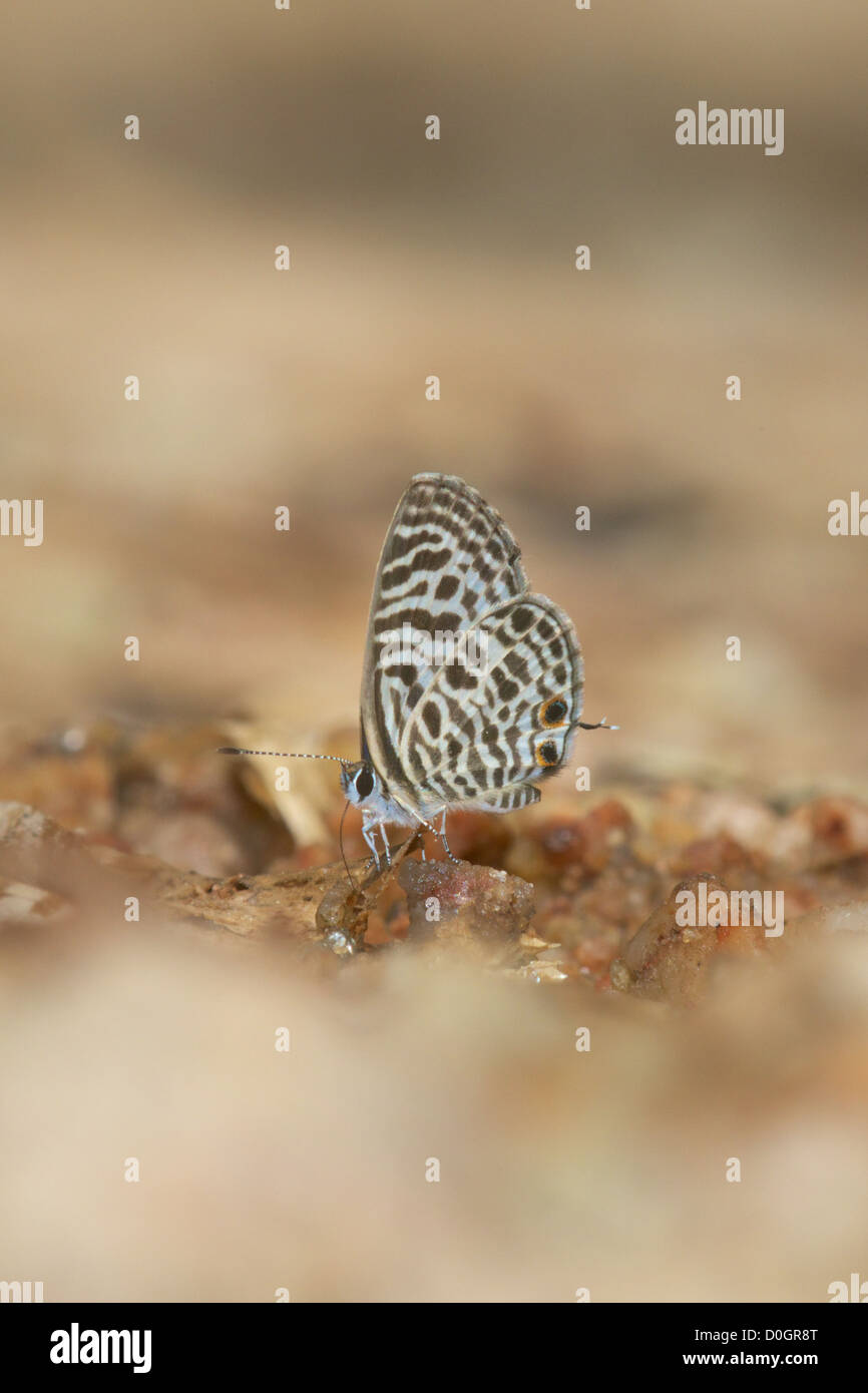 La cebra azul o azul Plumbago (Chaloem Leptotes Plinio) en el Parque Nacional Prachan Phrakiat tailandés, Tailandia. Foto de stock