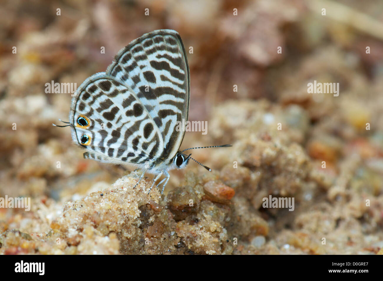 La cebra azul o azul Plumbago (Chaloem Leptotes Plinio) en el Parque Nacional Prachan Phrakiat tailandés, Tailandia. Foto de stock