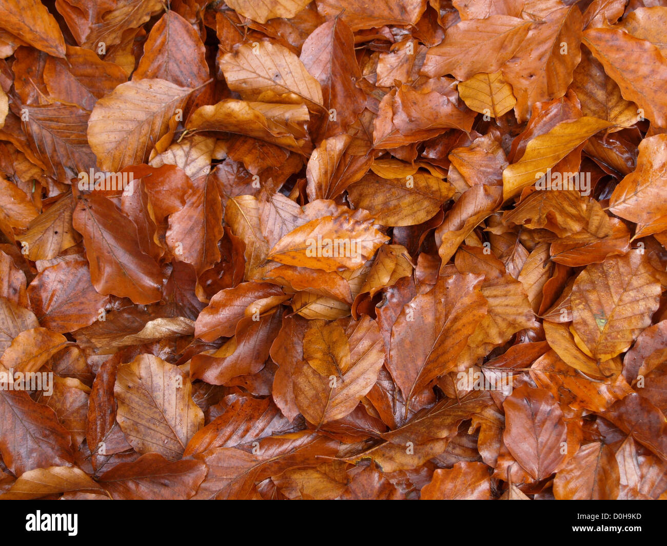 Brown Beech hojas en otoño - invierno / braune Buchenblätter im Herbst - Invierno Foto de stock
