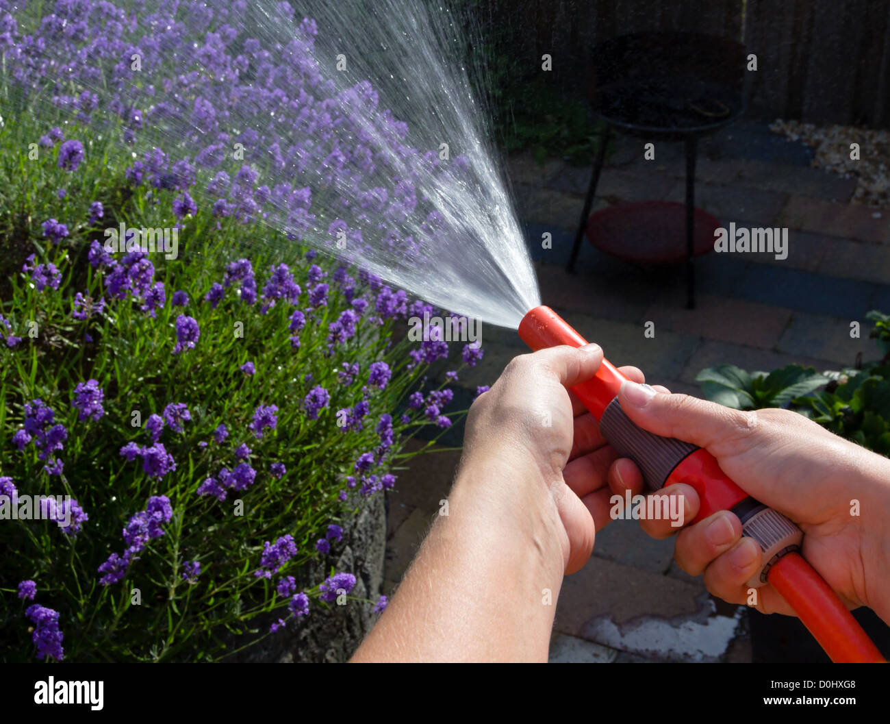 Regar el jardín en una noche de verano con una manguera de jardín  Fotografía de stock - Alamy