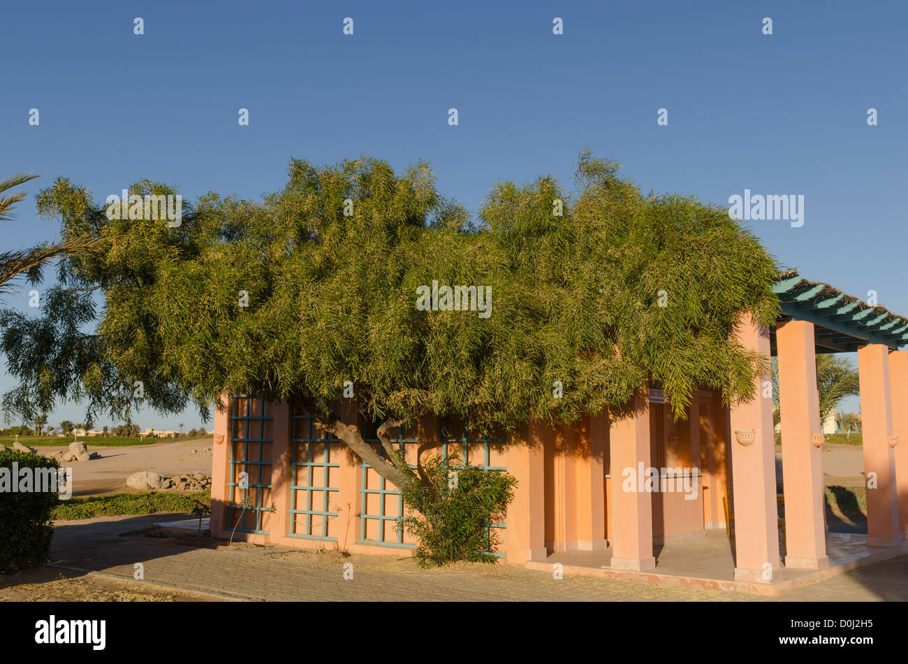 [El Gouna] plantas de casa curso tree golf Egipto Foto de stock