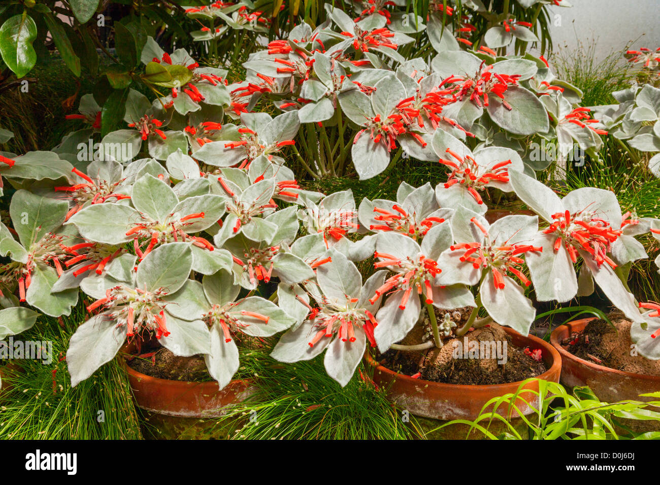 Edelweiss, sinningia leucotricha brasileño o rechsteineria leucotricha, de la familia Gesneriaceae. Foto de stock
