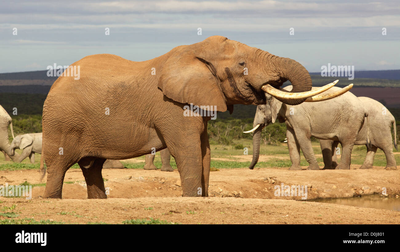Un magnífico "Tusker' elefante toro bebiendo en un abrevadero en el Parque Nacional de Elefantes Addo. Foto de stock