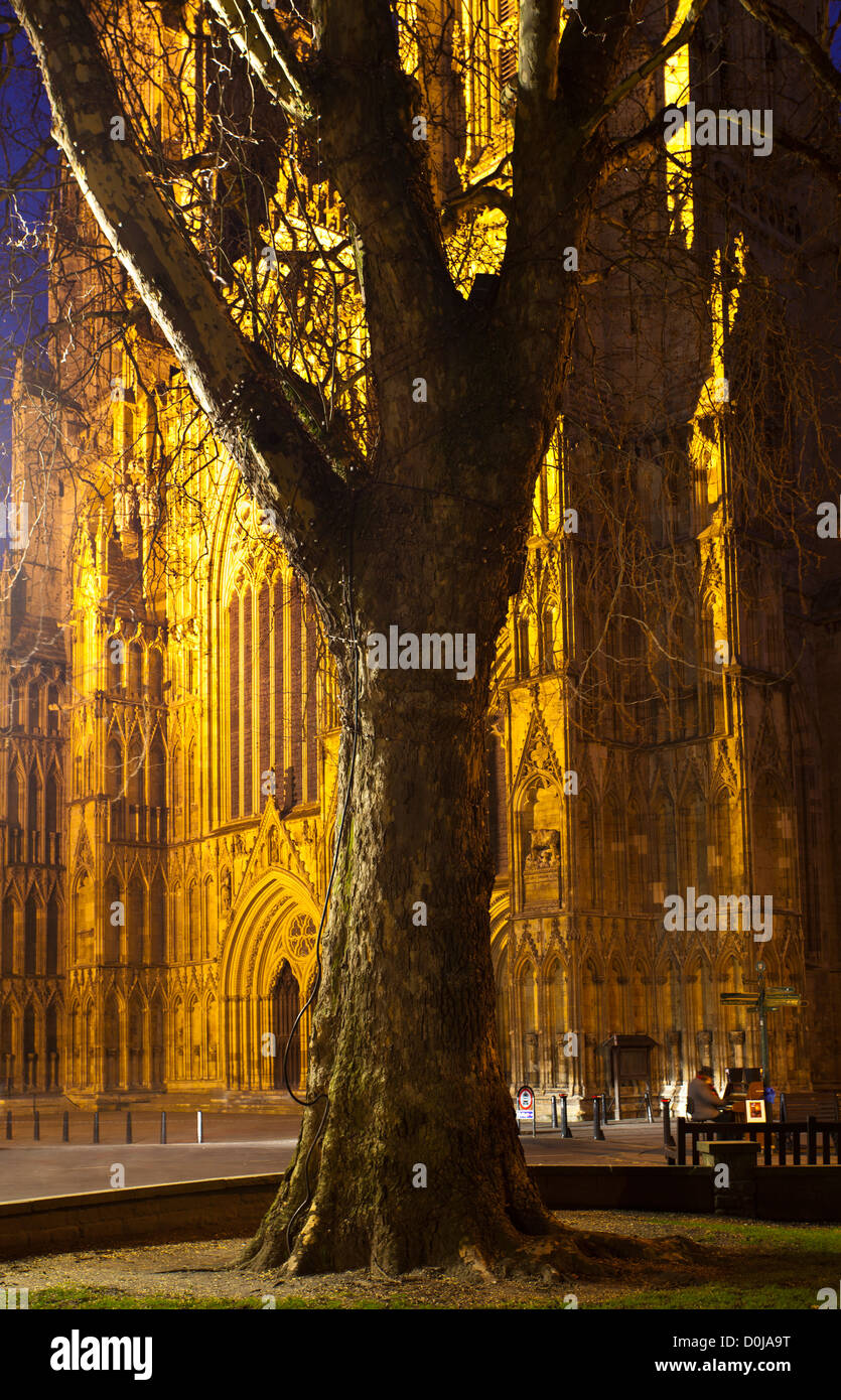 Gran árbol con la igualmente gran Catedral de York Minster en la distancia con una calle músico callejero tocando el piano en la noche. Foto de stock
