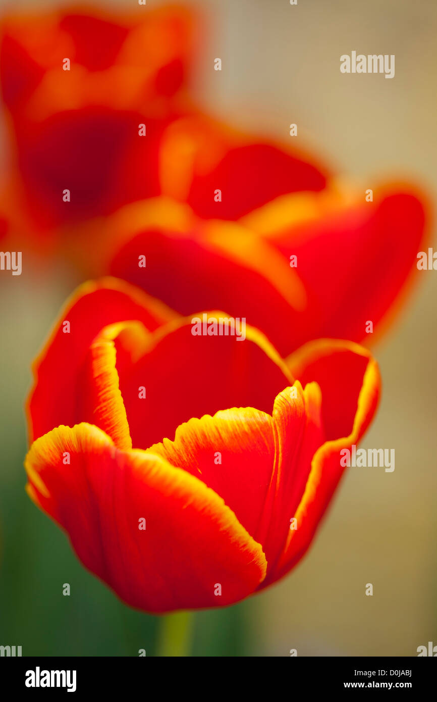 Detalle de la floración de los tulipanes. Foto de stock