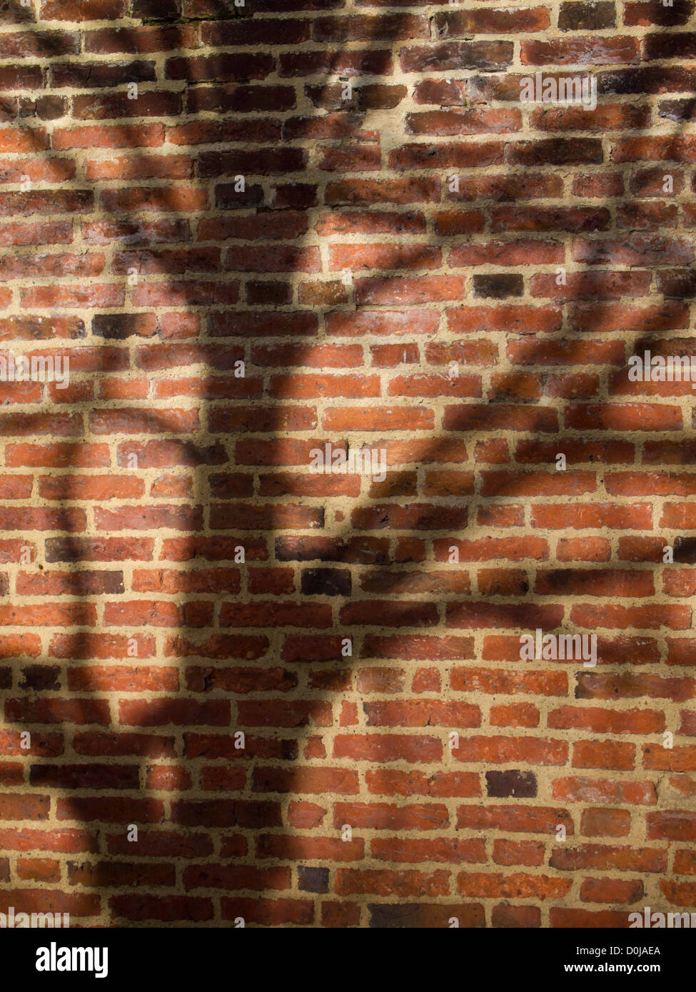 La sombra de un árbol en los ladrillos del jardín amurallado. Foto de stock