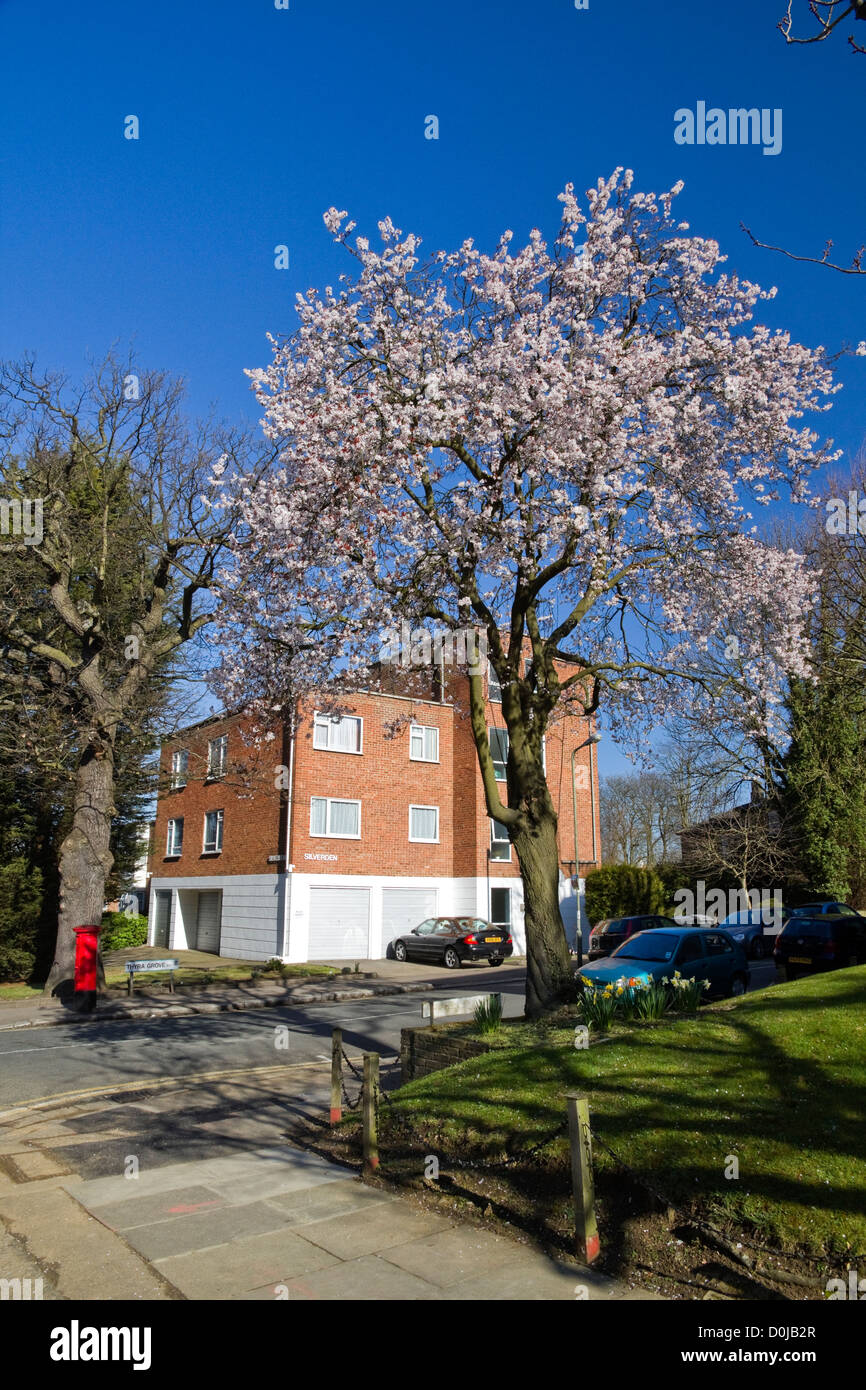 Una casa con una carta roja-box y árbol en flor en un suburbio de Londres. Foto de stock