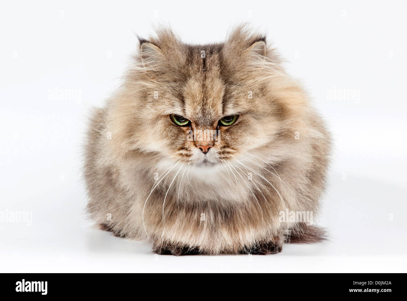 Gato persa enojado fotografías e imágenes de alta resolución - Alamy