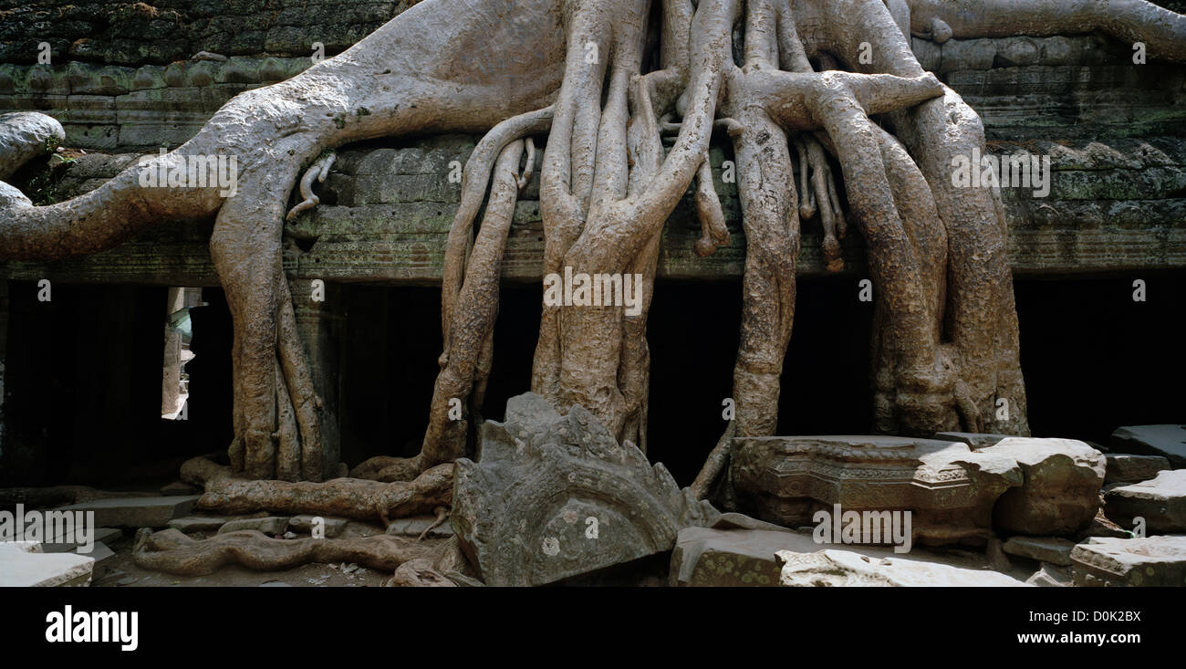 Estrangulador árboles crecimiento sobre el templo de Ta Prohm en los templos de Angkor, en Camboya, en el sudeste de Asia. Viajes Camboya Foto de stock