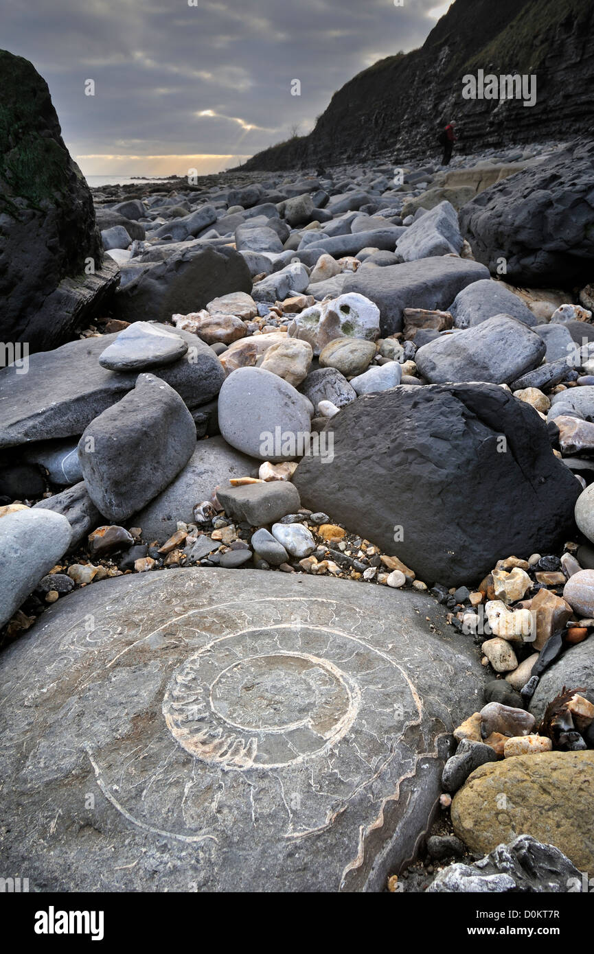 Gran fósil de amonita incrustados en roca en la playa en la Bahía Pinhay cerca de Lyme Regis, en la Costa Jurásica, en Dorset, en el sur de Inglaterra, Reino Unido. Foto de stock