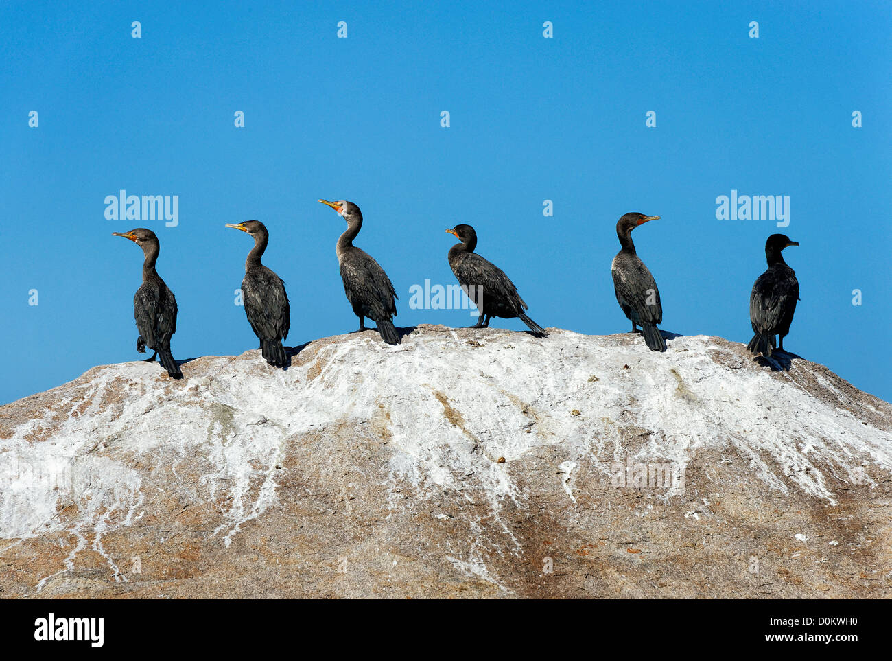 Grupo de cormoranes en una roca. Foto de stock