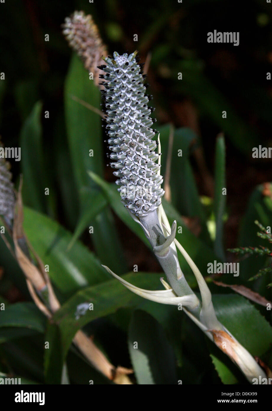 Bromelina, Aechmea bromeliifolia var. albobracteata, Bromeliaceae. Syn