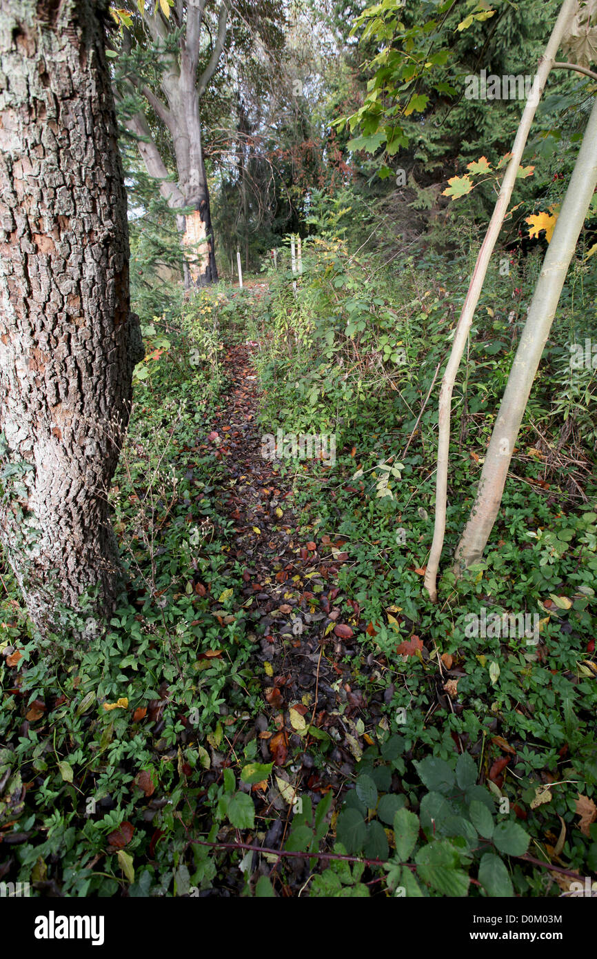 Feral jardín urbano con árboles frutales y de hoja ancha en otoño, Bremen, Alemania Foto de stock