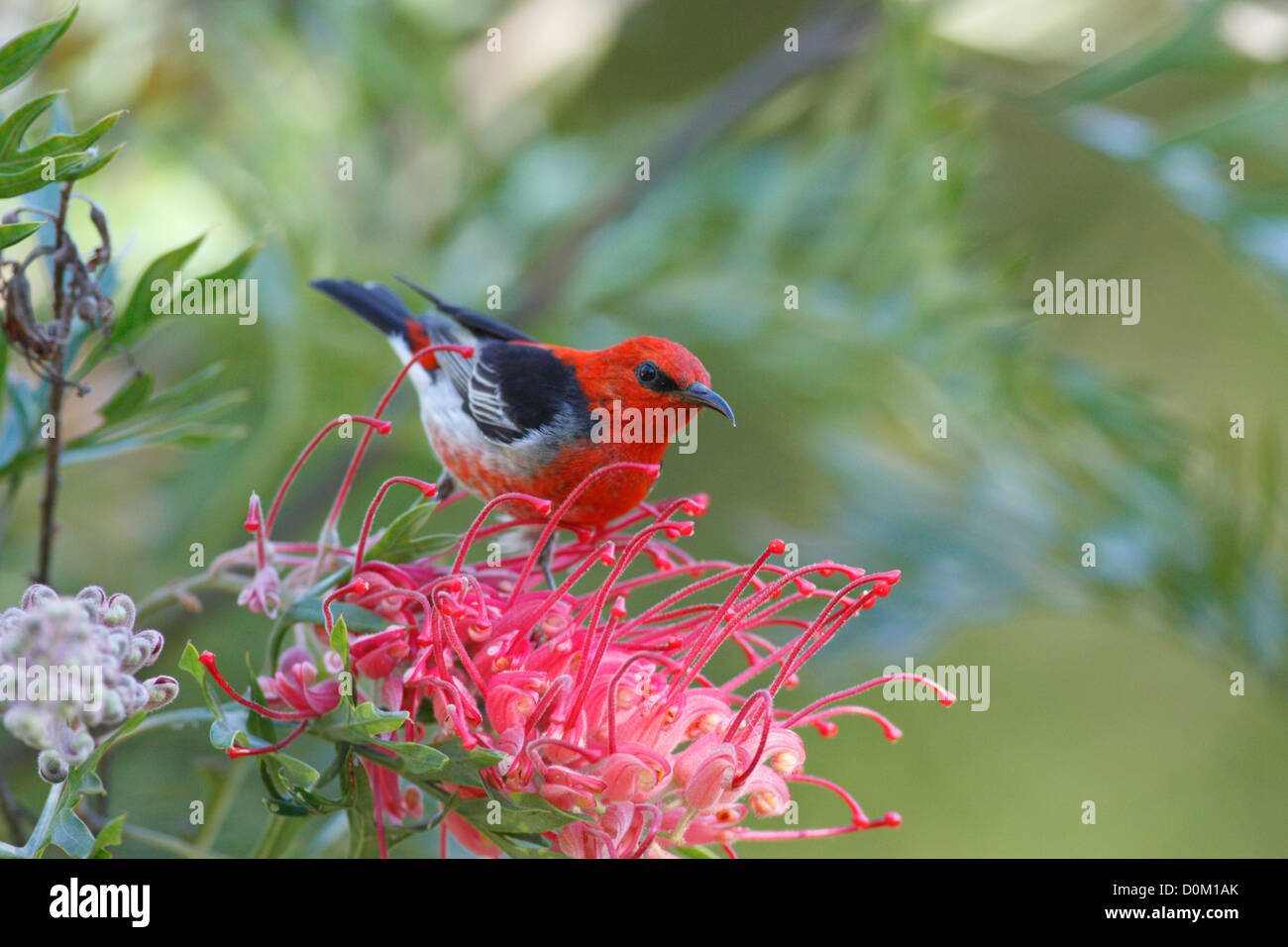 Macho Myzomela Honeyeater Escarlata (sanguinolenta), Newrybar, Nueva Gales del Sur, Australia Foto de stock