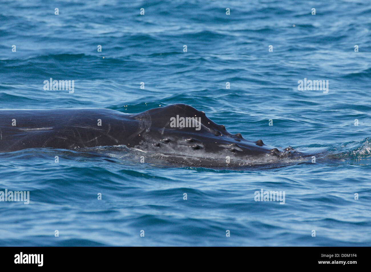 La ballena jorobada (Megaptera novaeangliae) surgen en Byron Bay, New South Whales, Australia Foto de stock