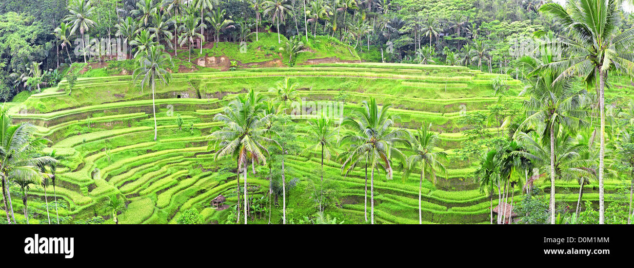 Vista panorámica de Tegalalang terrazas de campos de arroz, Bali, Indonesia Foto de stock