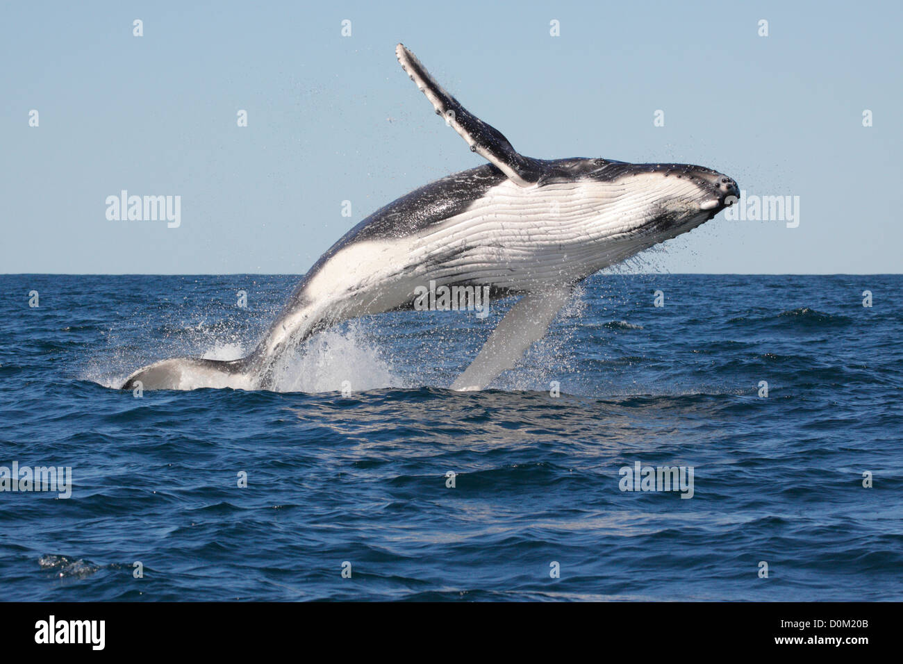Jóvenes de la ballena jorobada (Megaptera novaeangliae) Infracción, saltando en Byron Bay, New South Whales, Australia Foto de stock