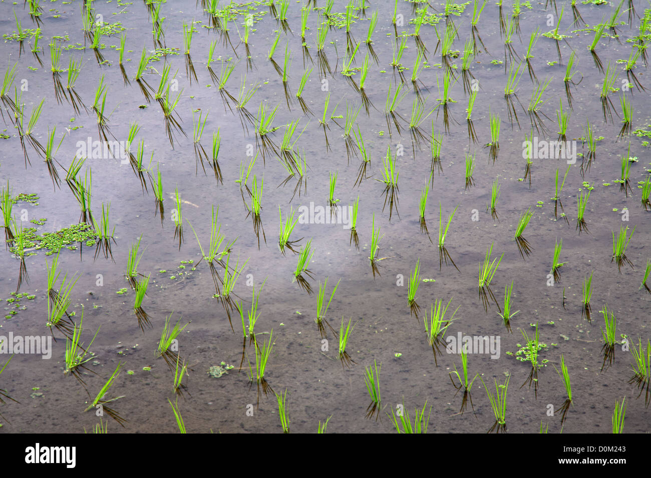 Las plántulas de arroz en agua en los campos de arroz, Bali, Indonesia Foto de stock