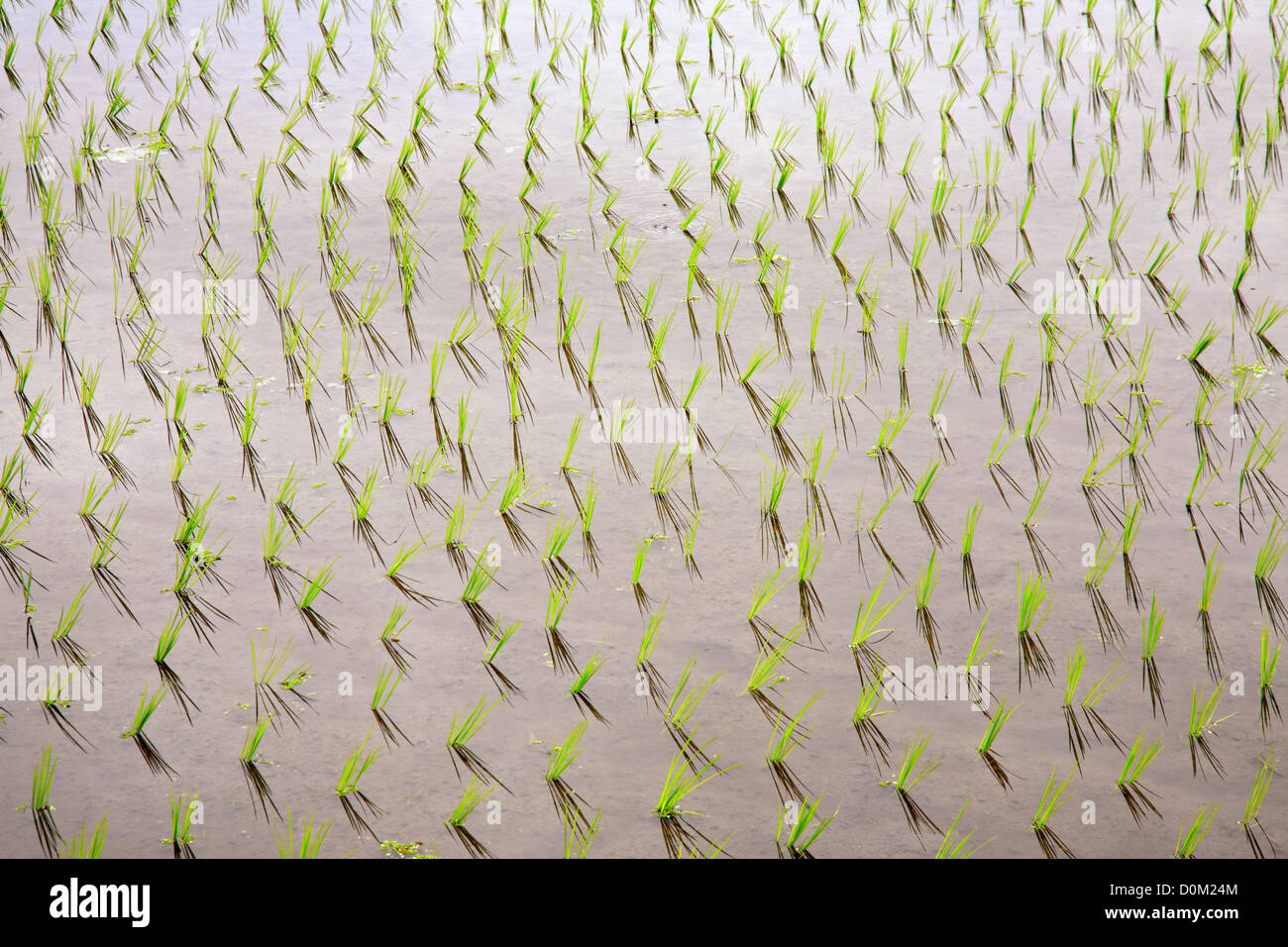 Las plántulas de arroz en agua en los campos de arroz, Bali, Indonesia Foto de stock