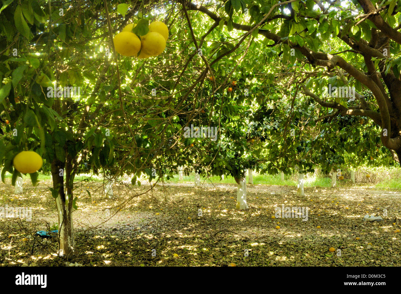 árbol frutal de pomelo fotografías e imágenes de alta resolución Alamy