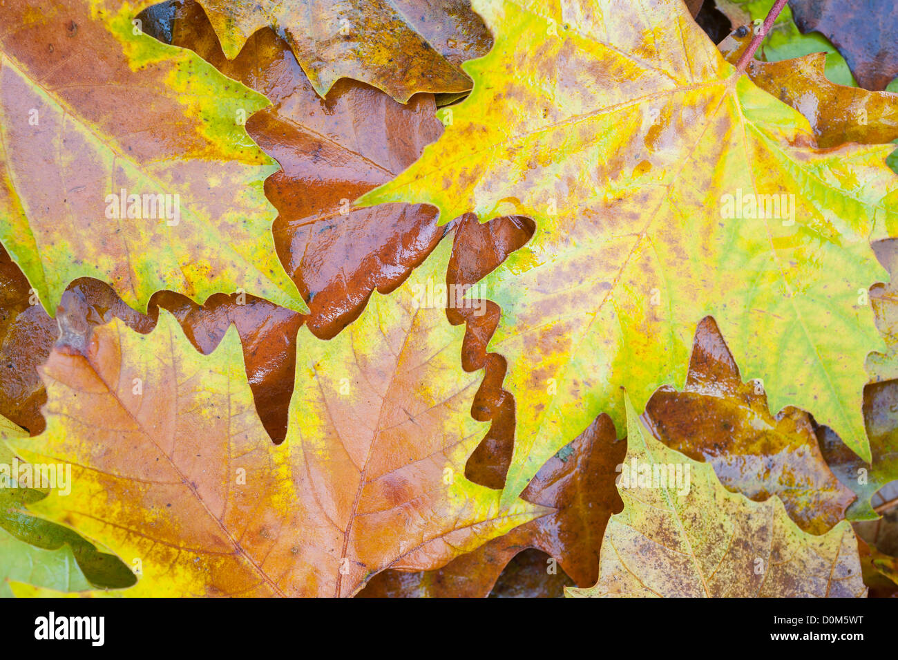 Plano de Londres Platanus × acerifolia, hojas caídas de colores otoñales, Inglaterra, Noviembre Foto de stock