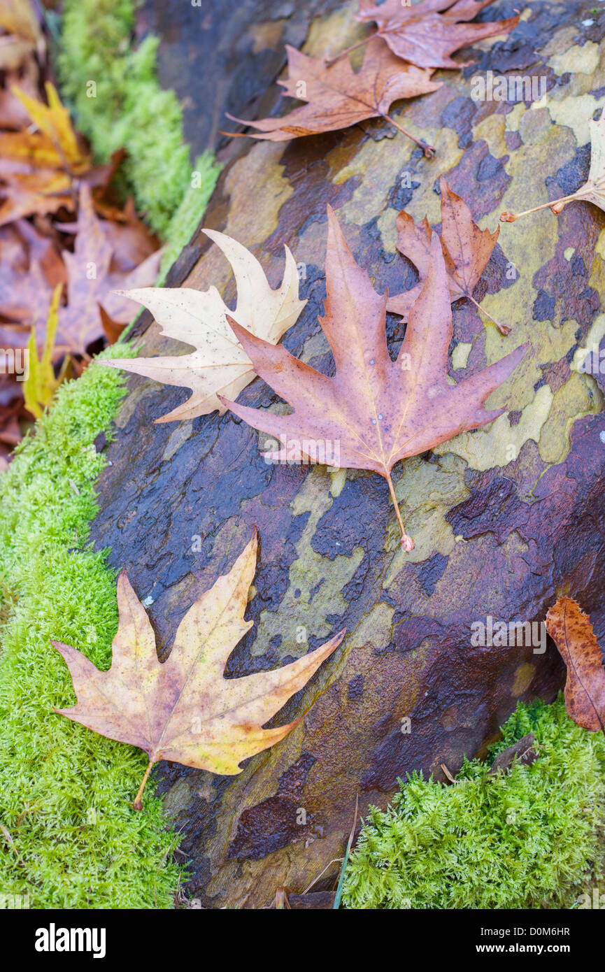Plano de Londres Platanus × acerifolia, mostrando en otoño hojas caídas y textura de corteza, Norfolk, Inglaterra, Noviembre Foto de stock