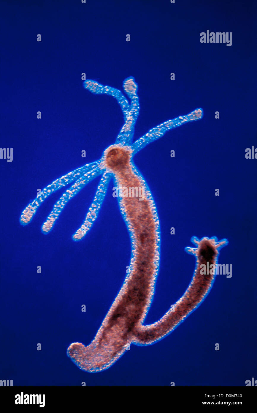 Microfotografía de un Hydra Foto de stock