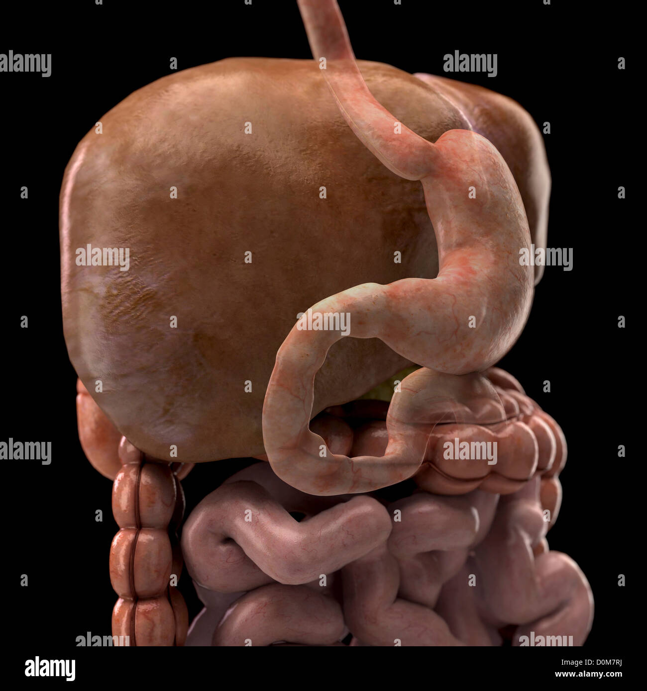 Cerca de tres cuartos del hígado que se desvanece muestran la posición relativa de estómago bazo vesícula biliar, intestinos. Foto de stock