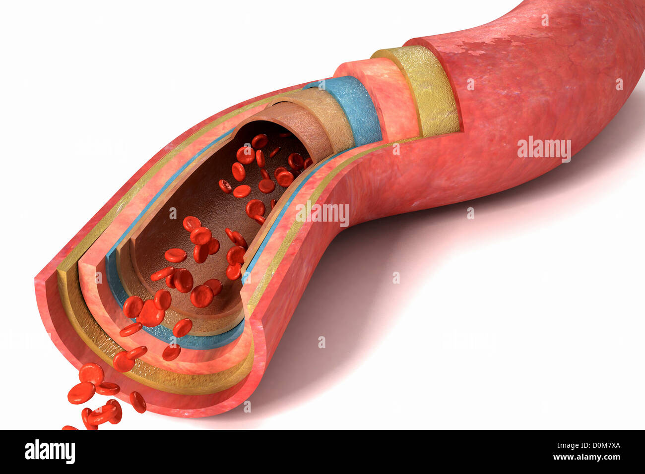 строение сосудов артерия вена капилляр. в кровеносных сосудах в основном присутствуют. клетки кровеносных сосудов.