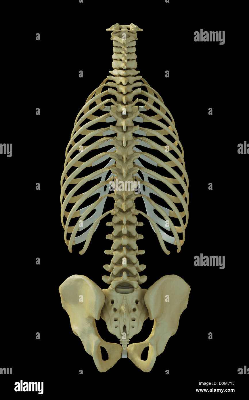 La caja torácica, la pelvis y la columna vertebral (trasero Fotografía de  stock - Alamy