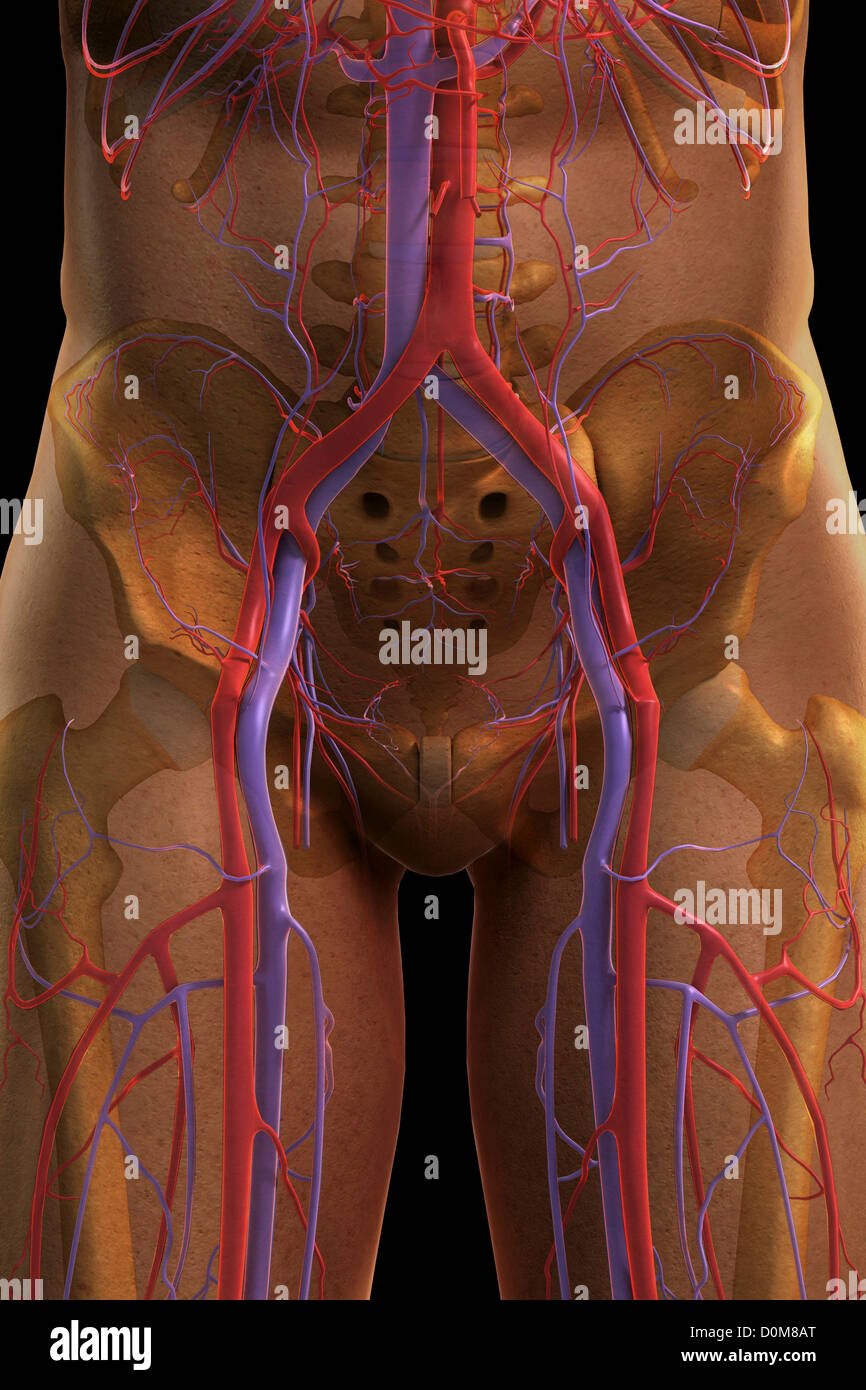 Preludio Absorbente Esquivo Vista frontal de los huesos y los principales vasos sanguíneos de la región  pélvica Fotografía de stock - Alamy